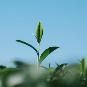Sustainability